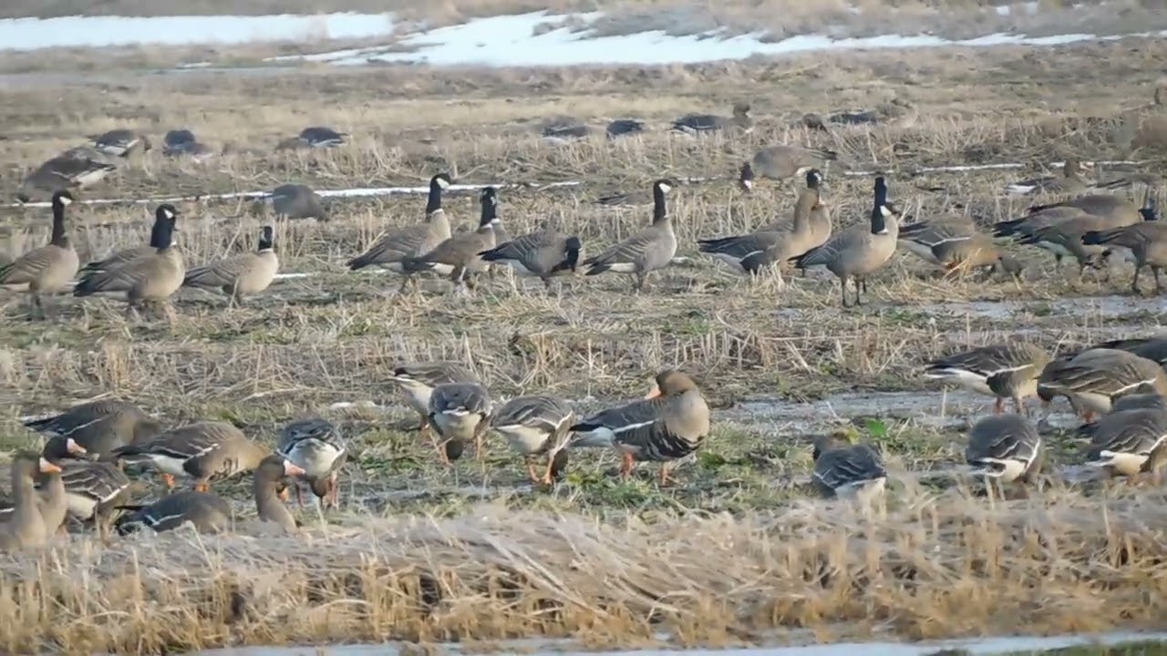 マガンやシジュウカラガン　White-fronted goose and Cackling Goose