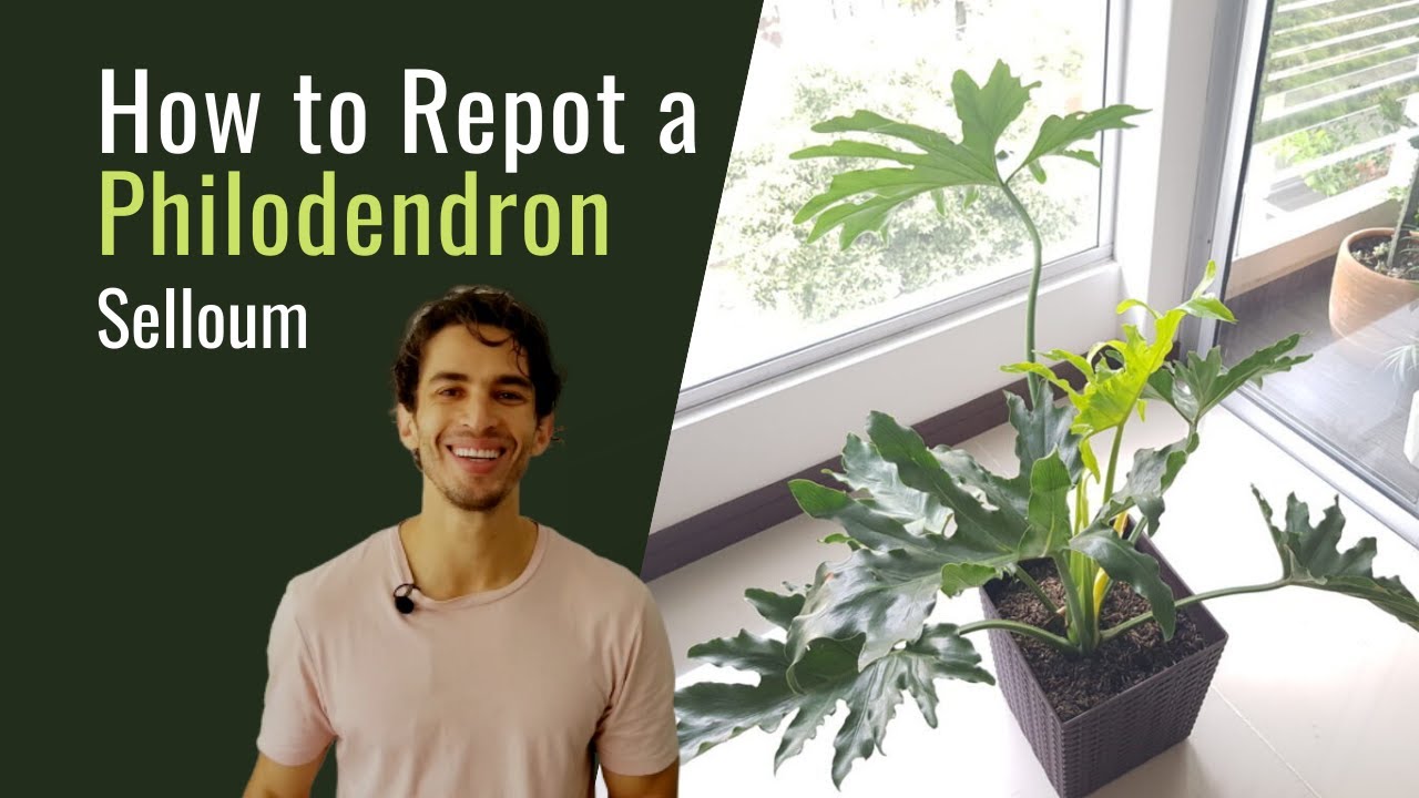 How to Repot a Philodendron Selloum | BigBoyPlants