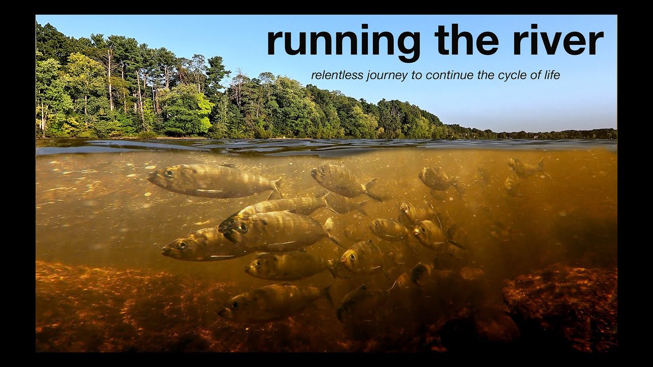 Running the river | story of the alewife run | #1000fps super slow motion
