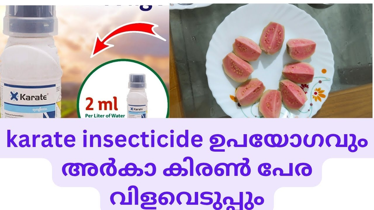 💓 X Karate Insecticide ചെടികളിൽ എങ്ങനെ ഉപയോഗിക്കാം💓 & അർക കിരൺ പേര വിളവെടുപ്പും.