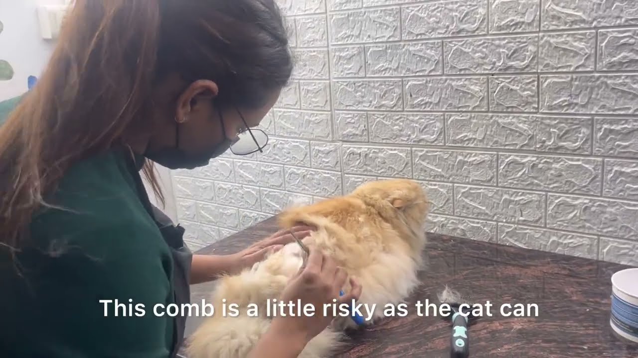 How to groom a cat | detangle cat | angry cat | #persiancat #animal #kitten #pets