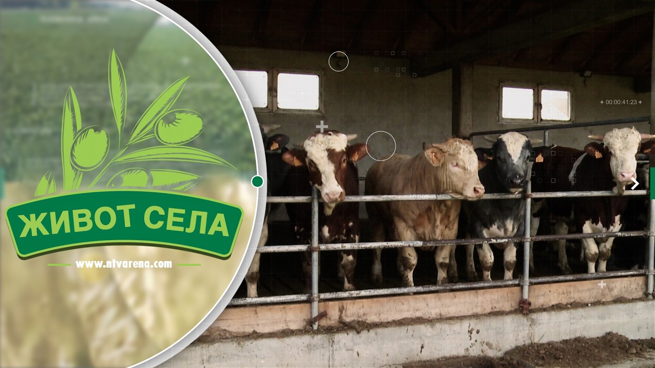Od 10 do 100 grla: Porodica Matić širi farmu uprkos izazovima