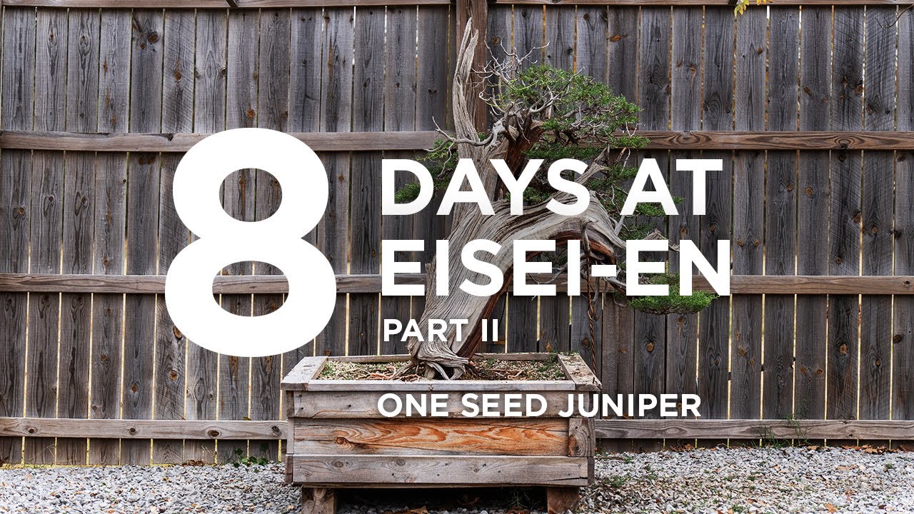 8 days at Eisei-en part II, the big yamadori one seed juniper bonsai.