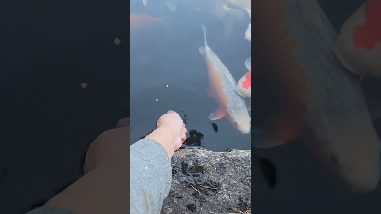Koi Training 101