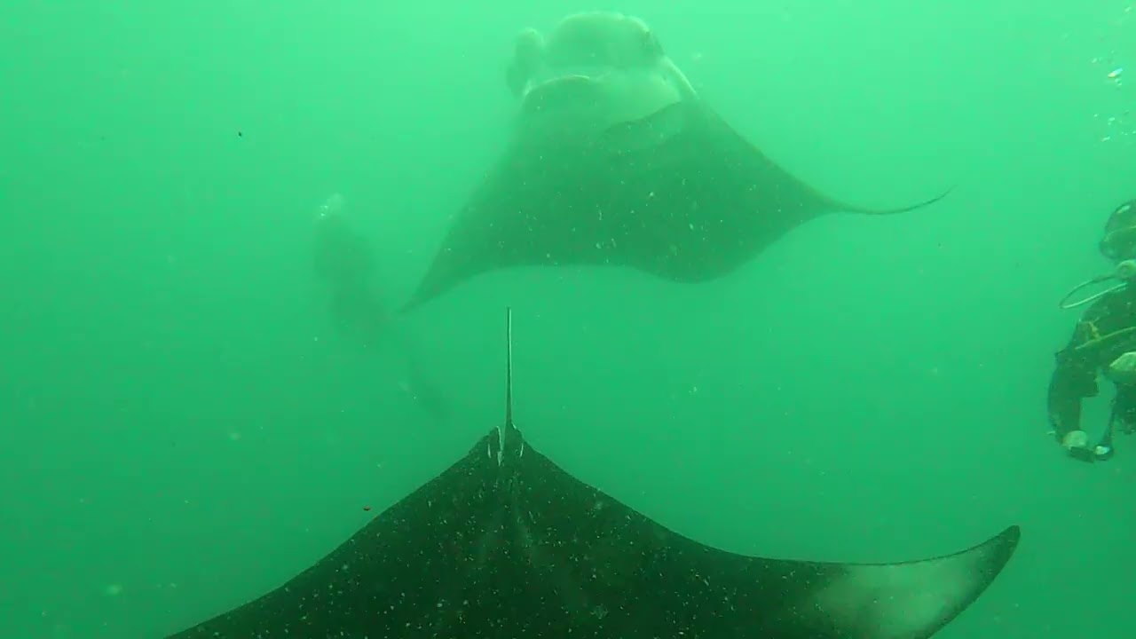 Manta Vortex on the Mantastic Maldives Trip 2025
