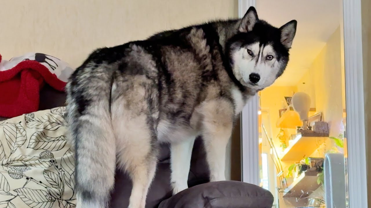 Husky Throws BIGGEST Tantrum After Saying Morning To His Nan!
