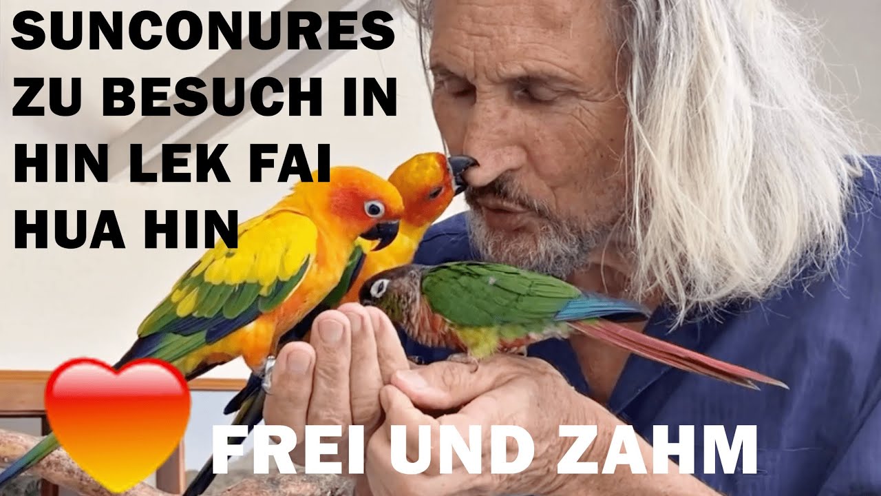 SONNENSITTICHE ZU BESUCH