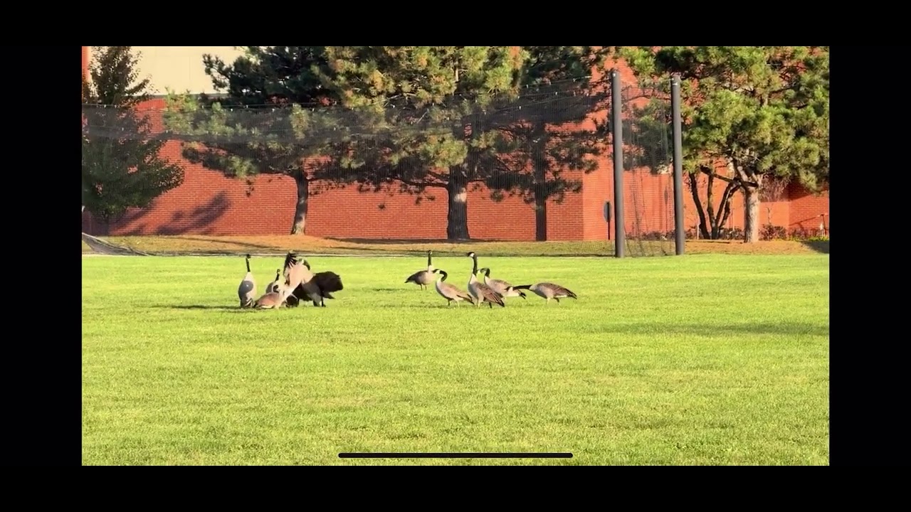 Canada Goose Gang Fight / War