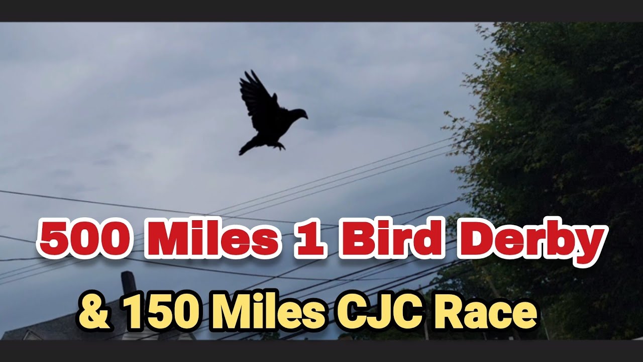 500 Miles 1 Bird Derby  | CJC 150 miles Race Old Birds