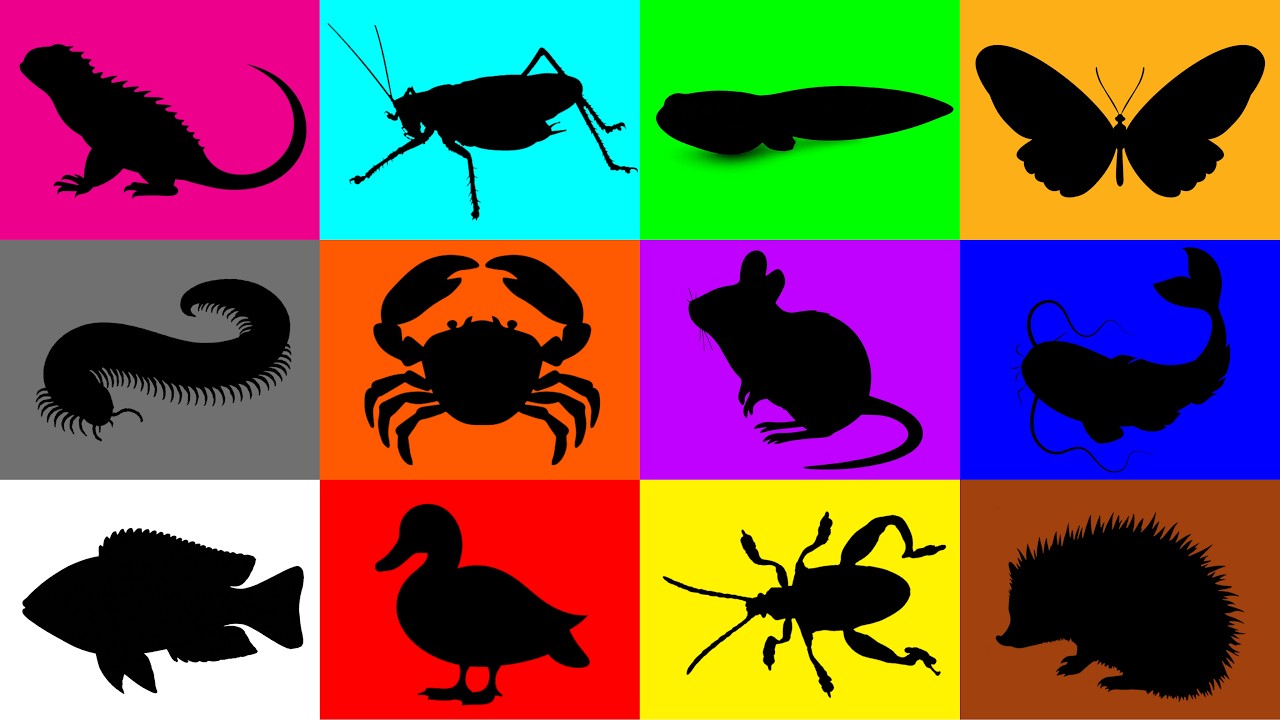 Мои питомцы: игуана, бабочка, мышь, сом, утёнок, жук, многоножка, головастик, краб, кузнечик.