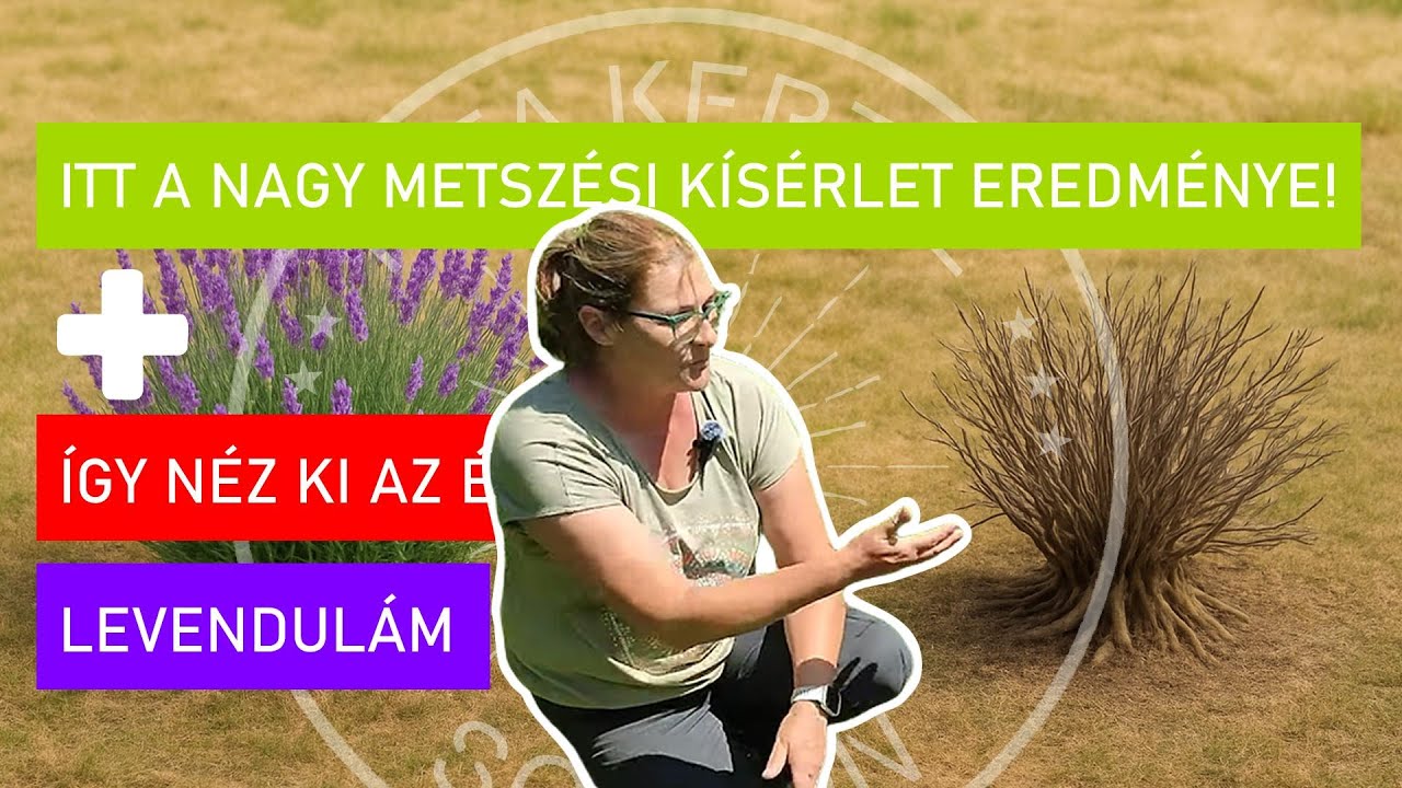 🔥 ÍGY TETTEM TÖNKRE egy LEVENDULÁT… vagy mégsem? 🌿😱 | Nagy metszési kísérlet eredménye!