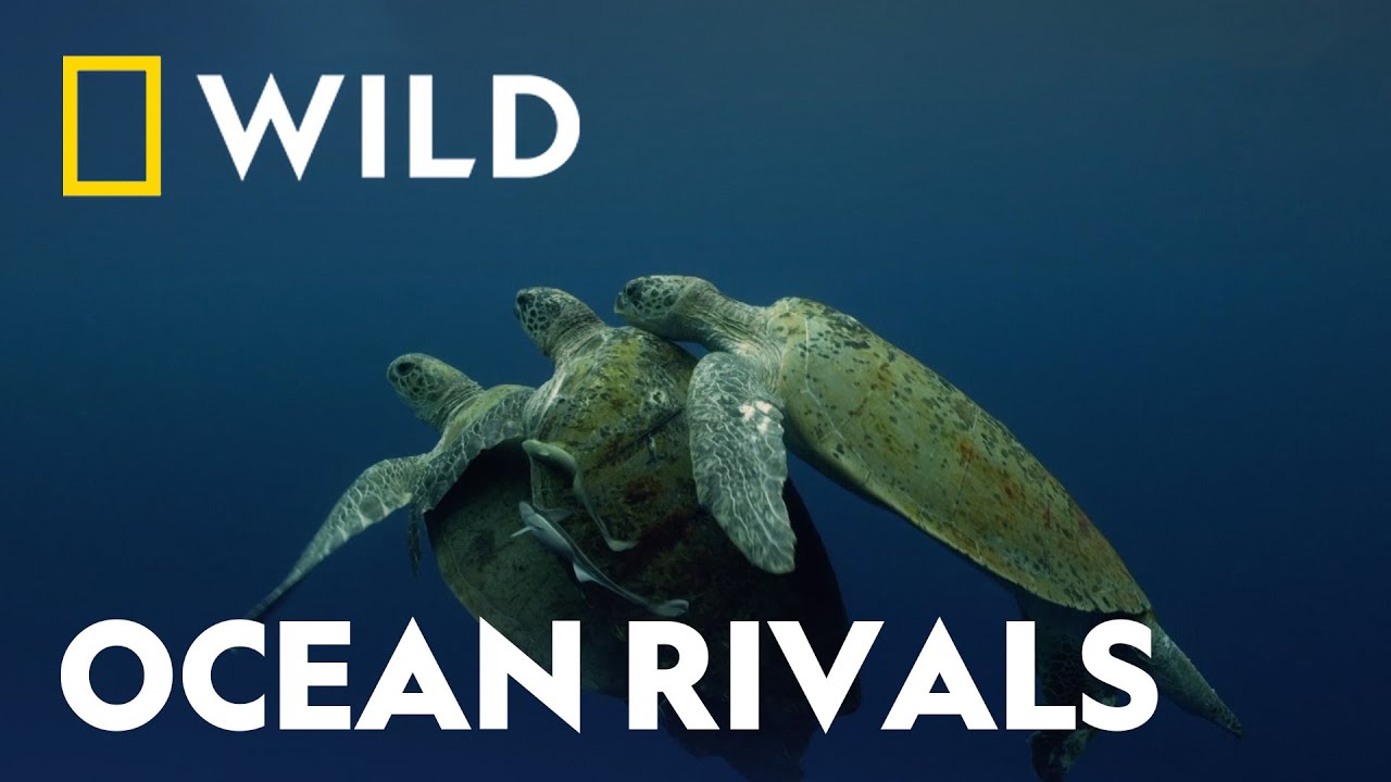 The Battle For Survival | Hostile Planet | National Geographic WILD UK