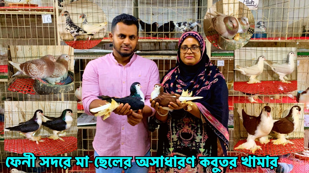 ফেনী সদরে মা-ছেলের ব্যতিক্রমী কবুতর খামার: সাফল্যের একটি গল্প | Abdullah Pigeon Loft, Feni #499