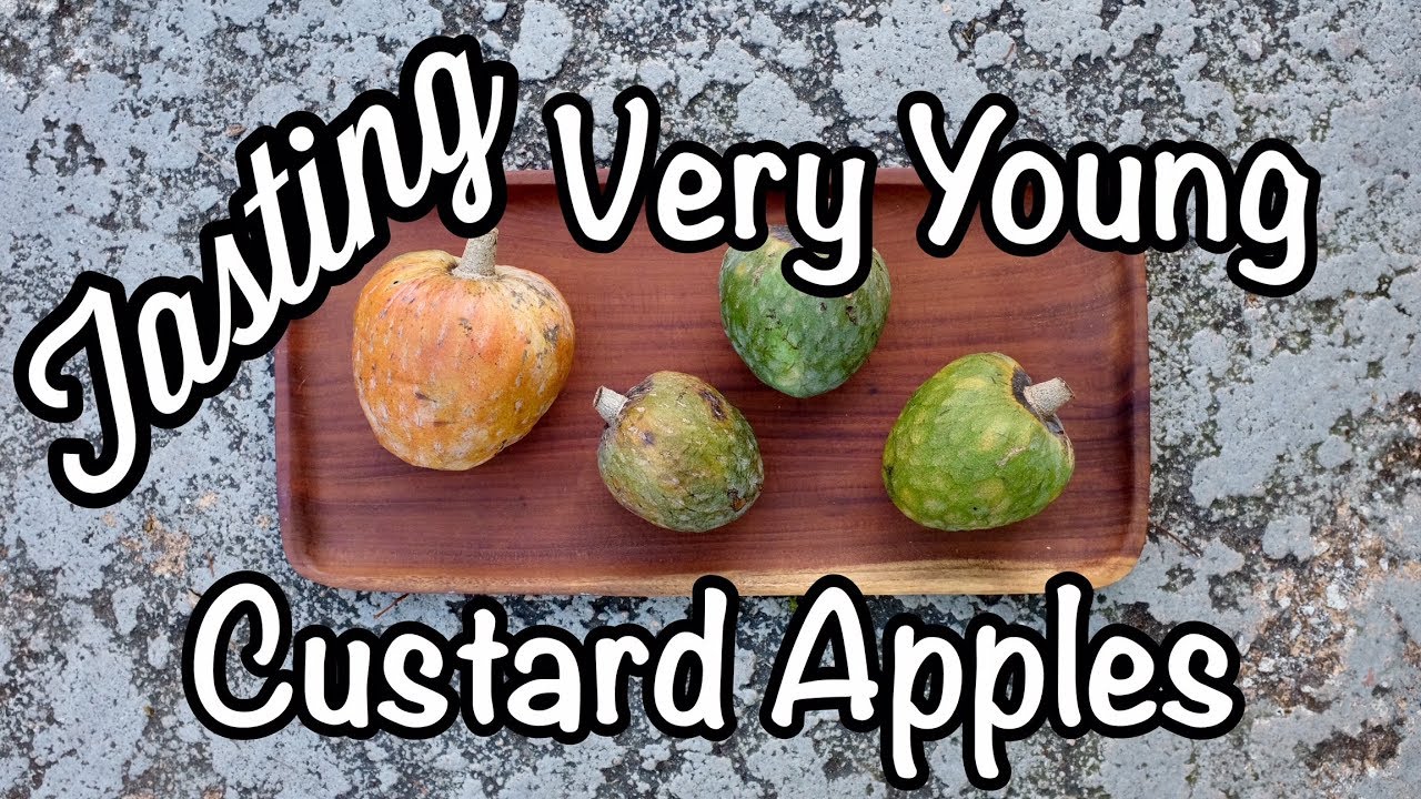 Can Very Young Custard Apples be ripened and taste delicious?