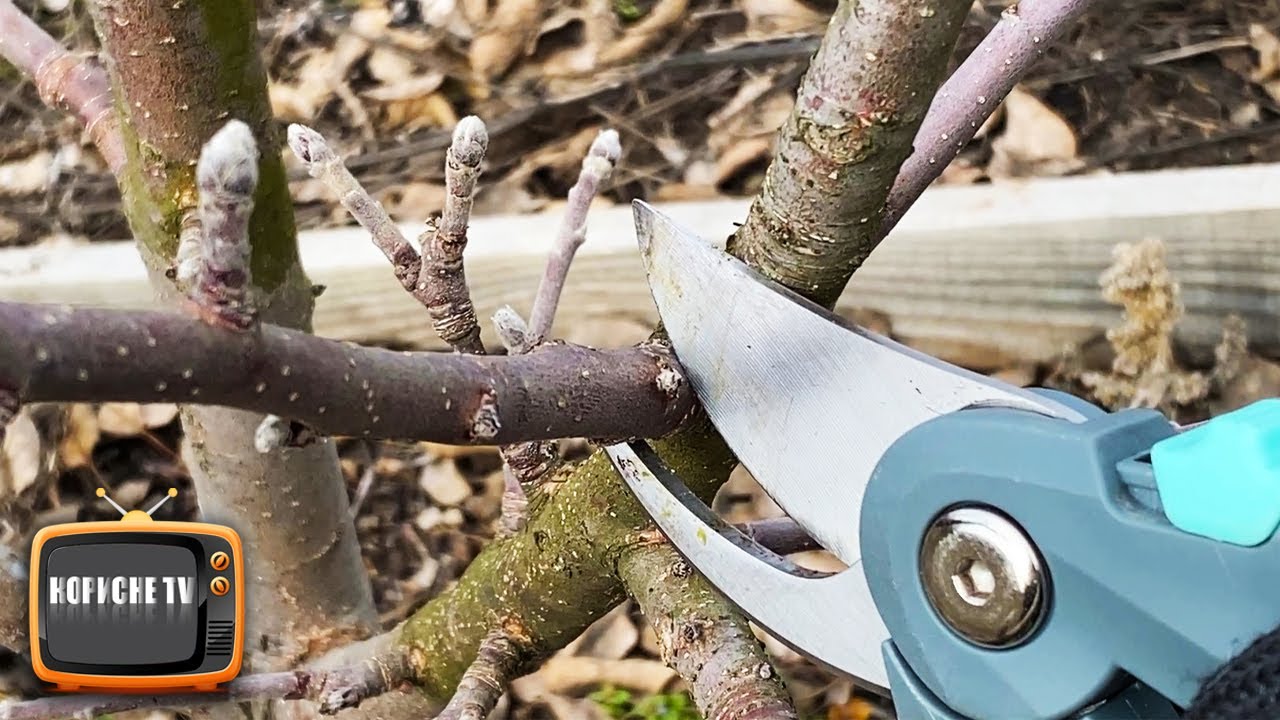 Обрізка Яблуні на врожай, детально, просто та доступно