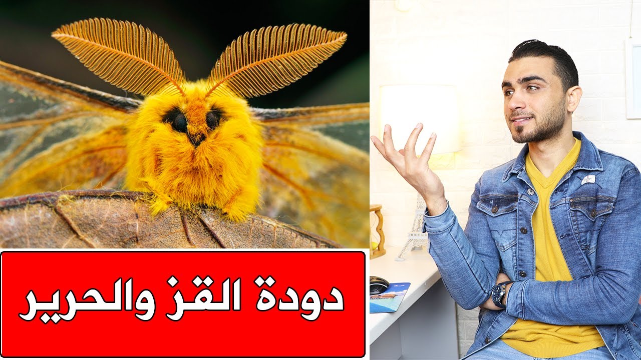 دودة القز كيف بتصنع الحرير😱كيف بحولوه لملابس😍 ليش سعره غالي جداً