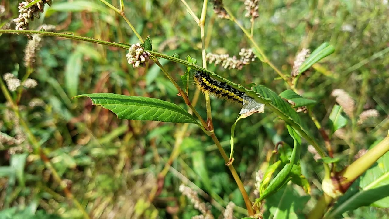 Smartweed Caterpillars and Smartweed (did you know there are natives?)