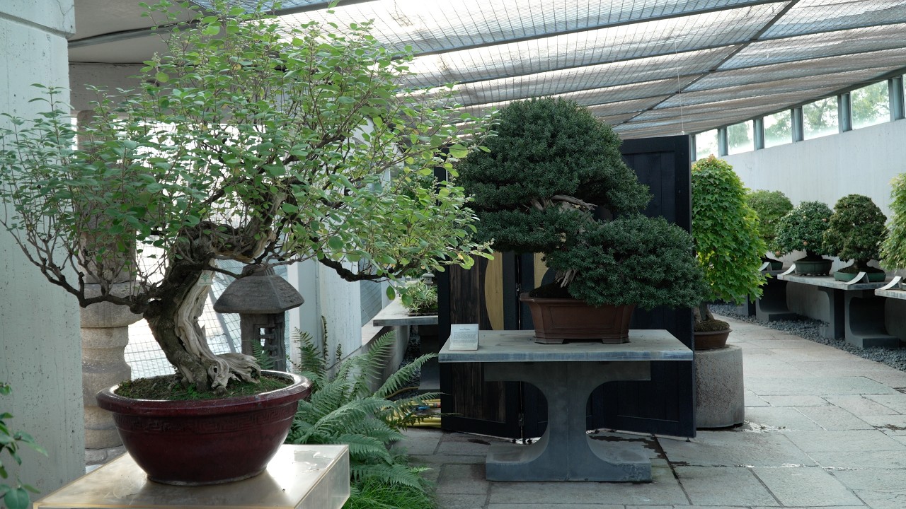 Crespi Bonsai Museum 2025