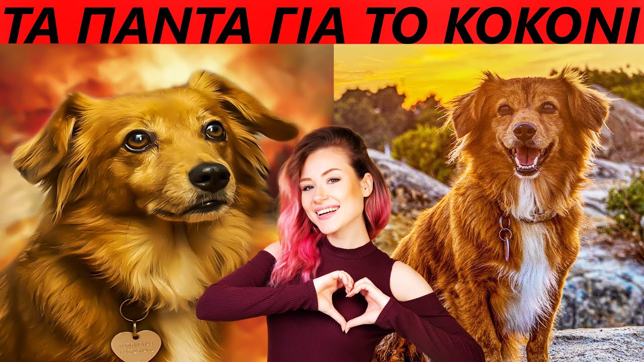 Μάθετε το κοκόνι🐾. Χαρακτήρας, συμπεριφορά, ανάγκες. Τα κοκόνια θα τα αγαπήσετε! Ο καλύτερος σκύλος.