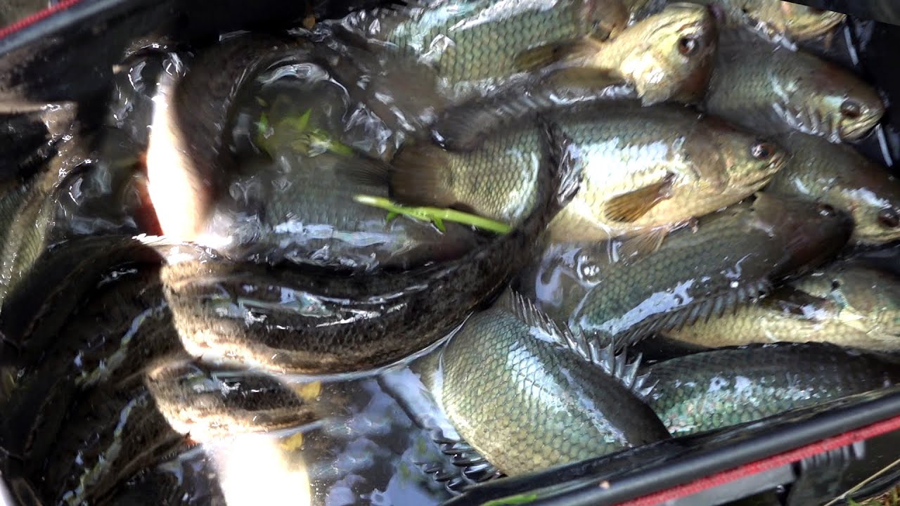 Edan!!! Ikan satu kampung ngumpul semua karena pemancing ini #SG-389