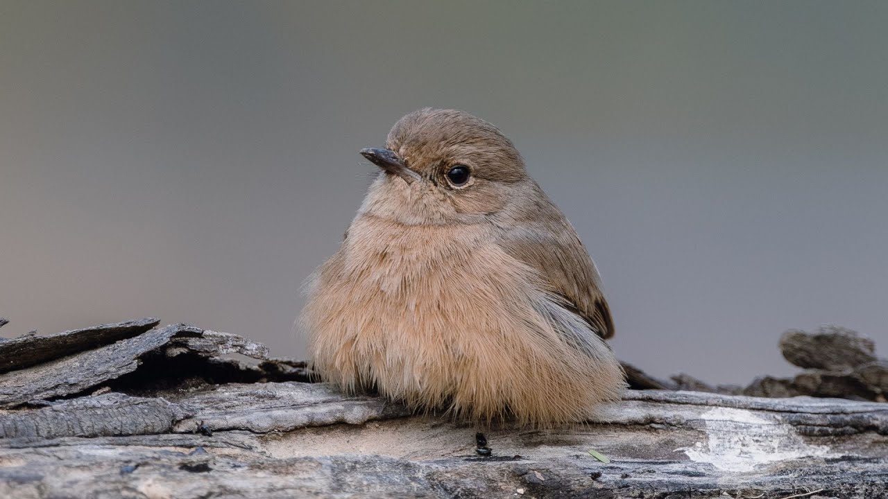 Best camera settings for little bird photography with Canon 7D Mark II