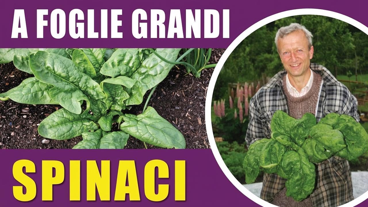 Come coltivare gli spinaci: quando seminare, varietà consigliate e metodo senza scavo