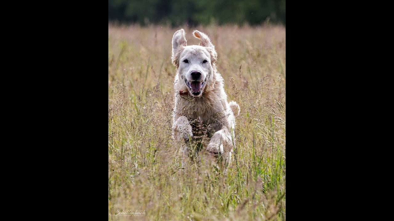 AKC Spaniel Upland  Tahani's Title Nov 2025