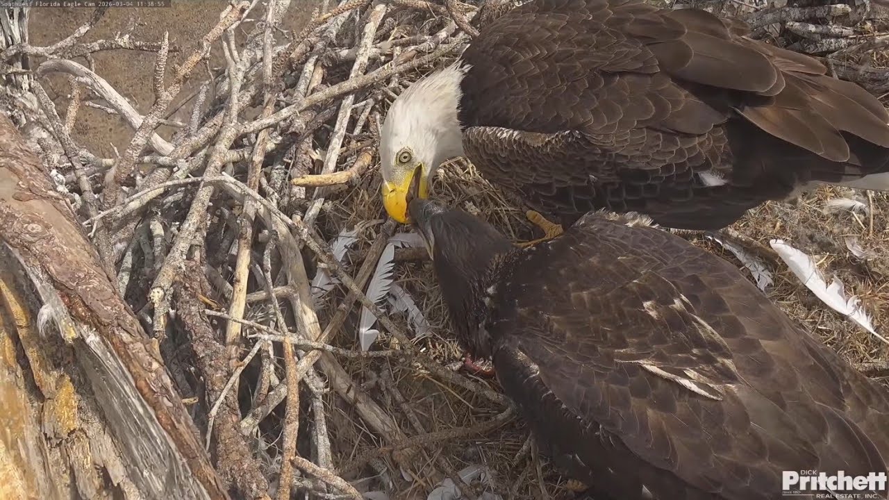 SWFL EAGLE CAM 2026.3.4 M15 is fully committed to raising his eaglet E26.