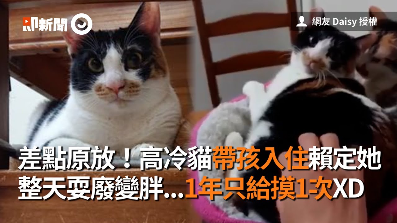 差點原放！高冷貓帶孩入住賴定她　整天耍廢變胖...1年只給摸1次XD│寵物│貓咪｜猫｜ねこ│Pet│Cat│Kitten