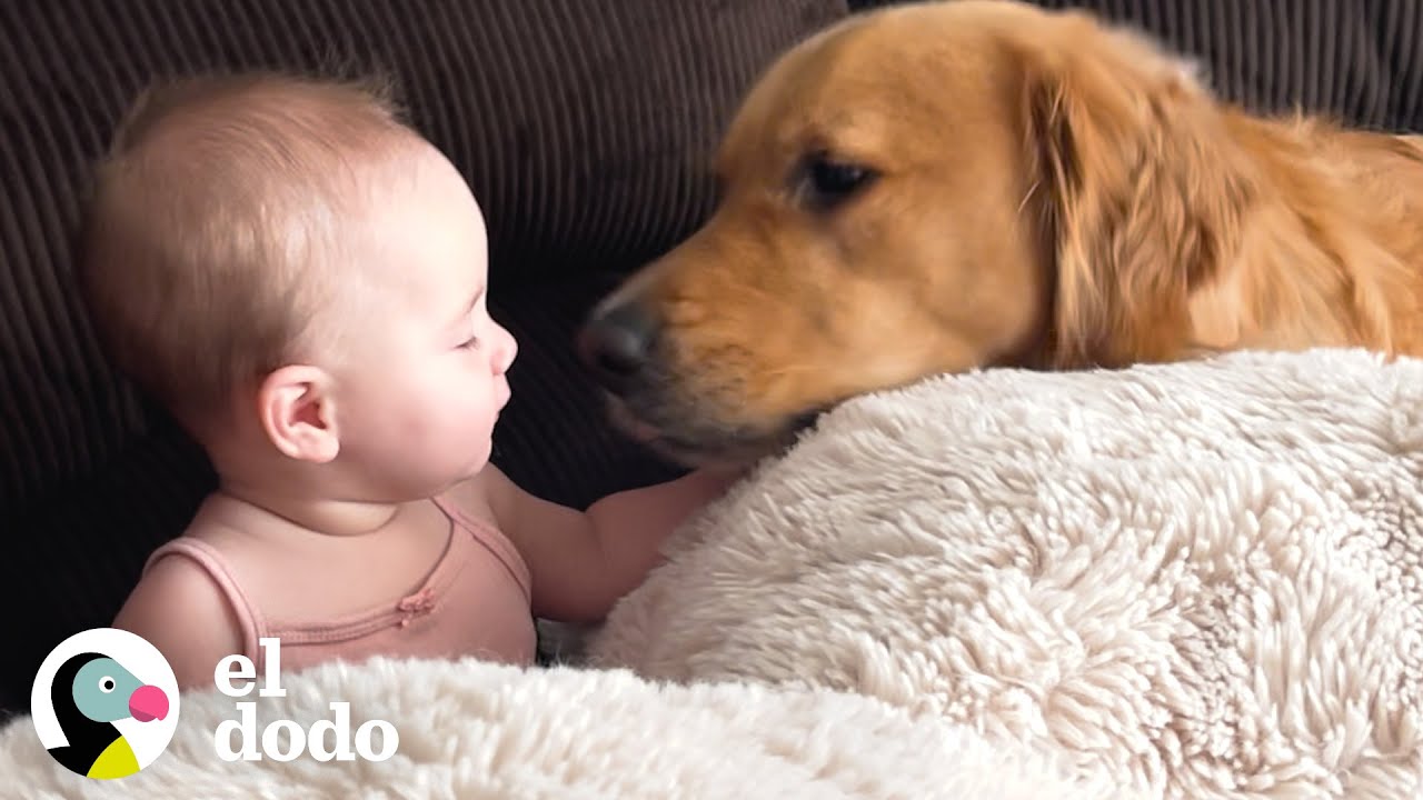 Golden retriever hace todo lo que puede para estar al lado de su hermanita | El Dodo