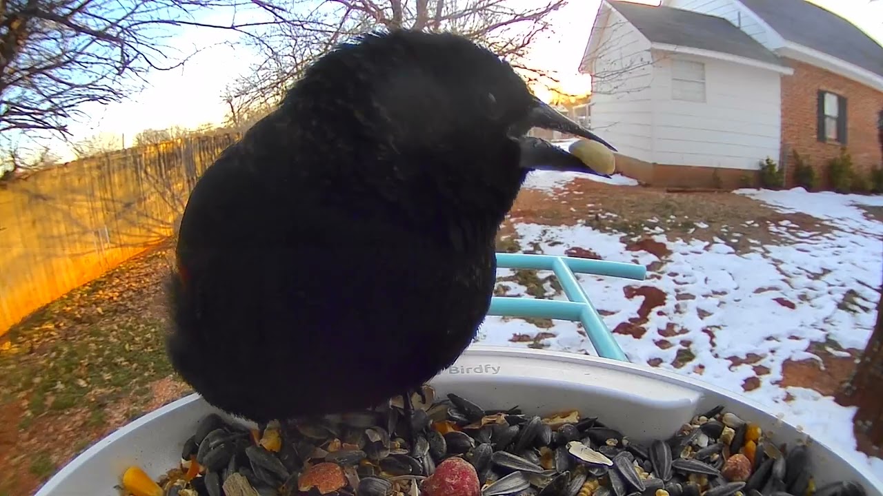 Birds at the Feeder: Pine Siskin, Blue Jay, Finches, Sparrows, Cowbirds, and Cardinals