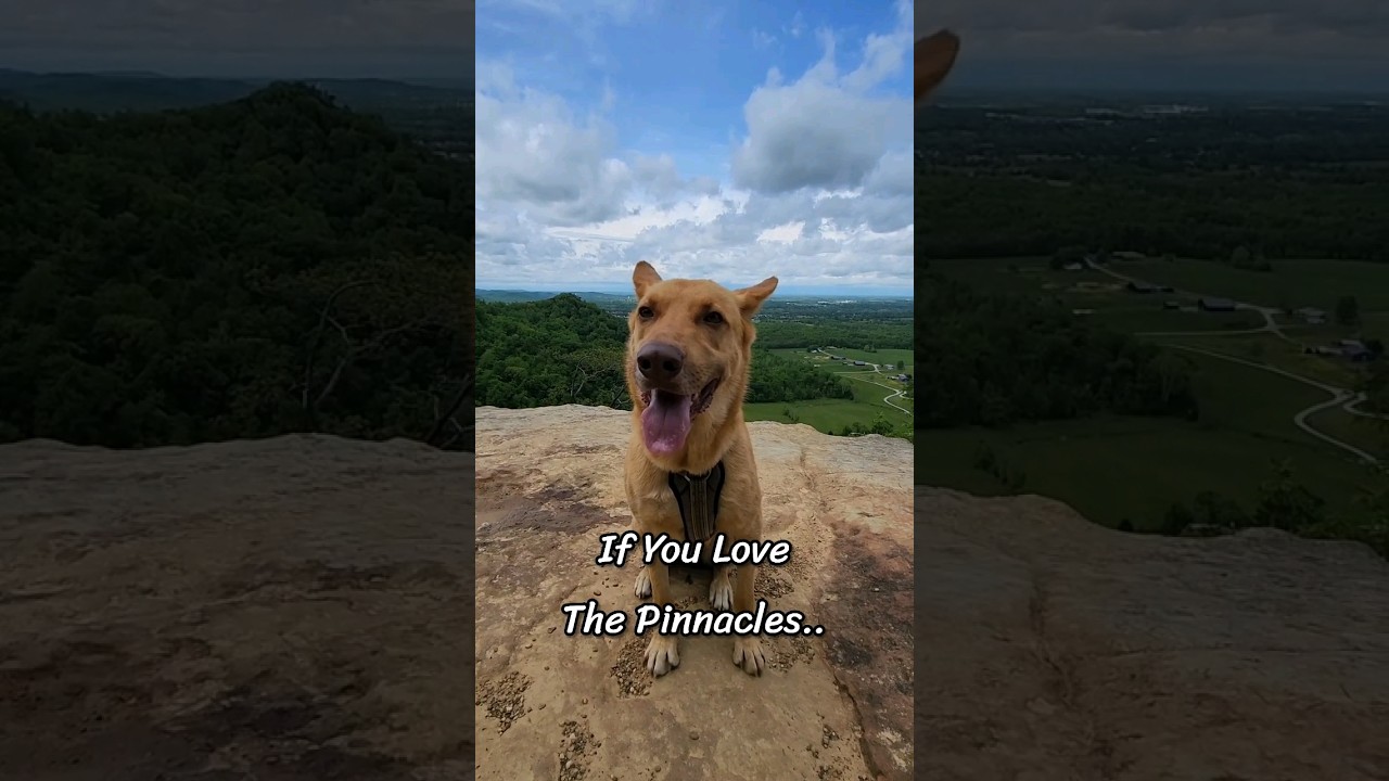 Who doesn't love the Pinnacle in Berea, KY? #HeyCane #ThePinnacles #Hiking #TrailDog #Shorts
