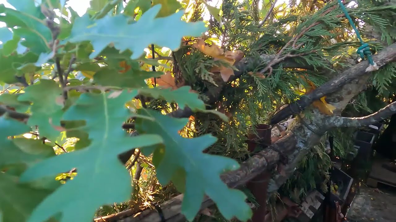 CACCIA AL COLOMBACCIO DA APPOSTAMENTO (prima volta)