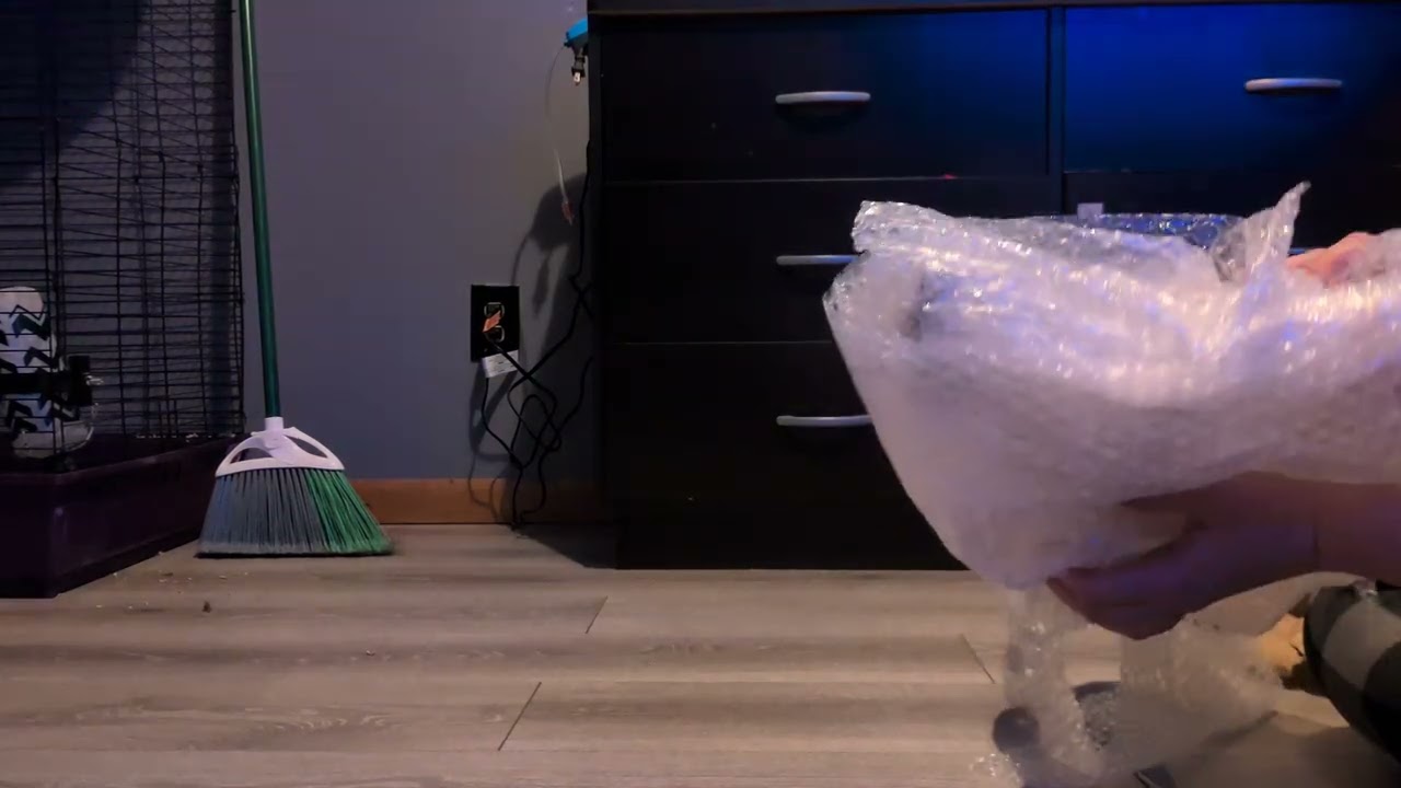 Unboxing breyer carrick junglebird Breyers 