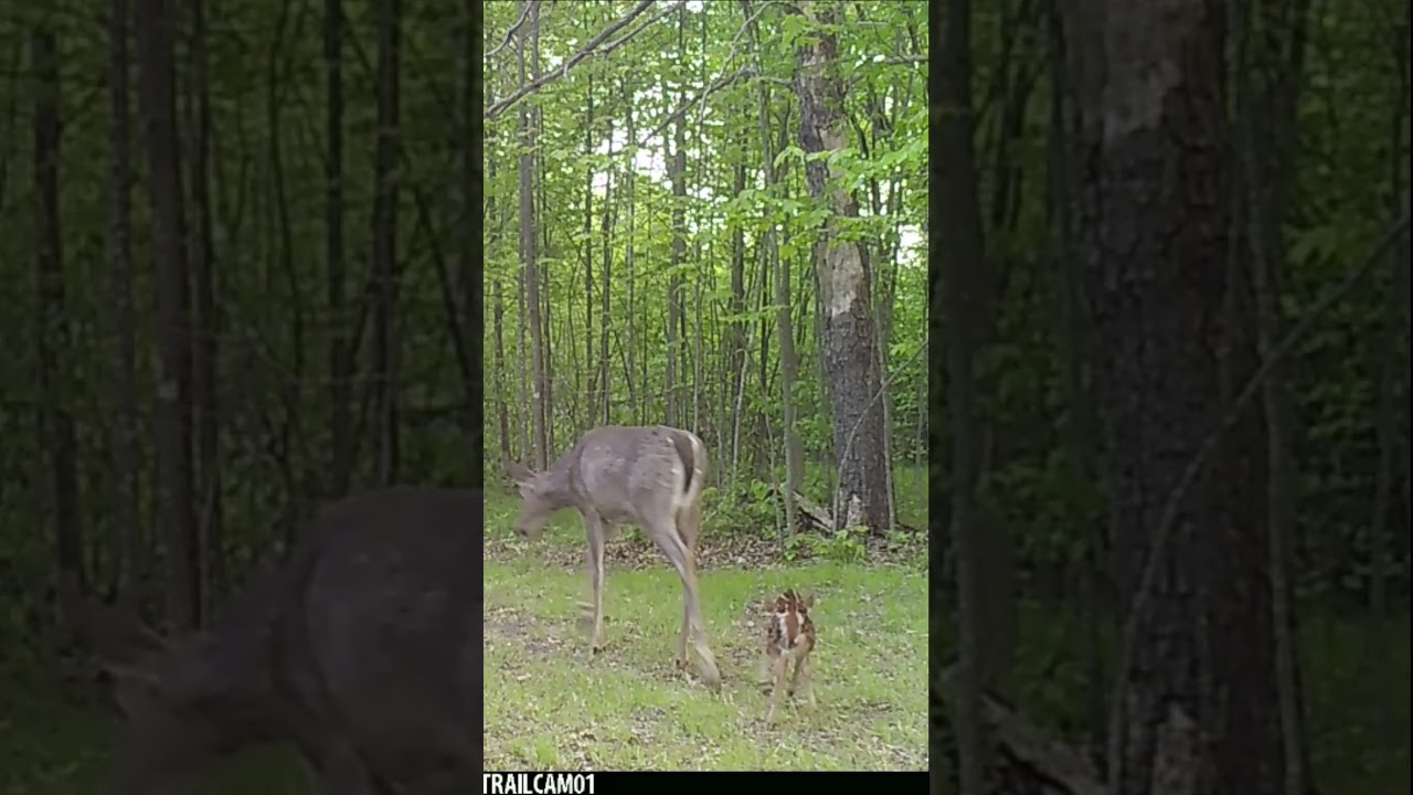 Subscribe - So You Dont Miss Tomorrow’s Trail Cam Video!  