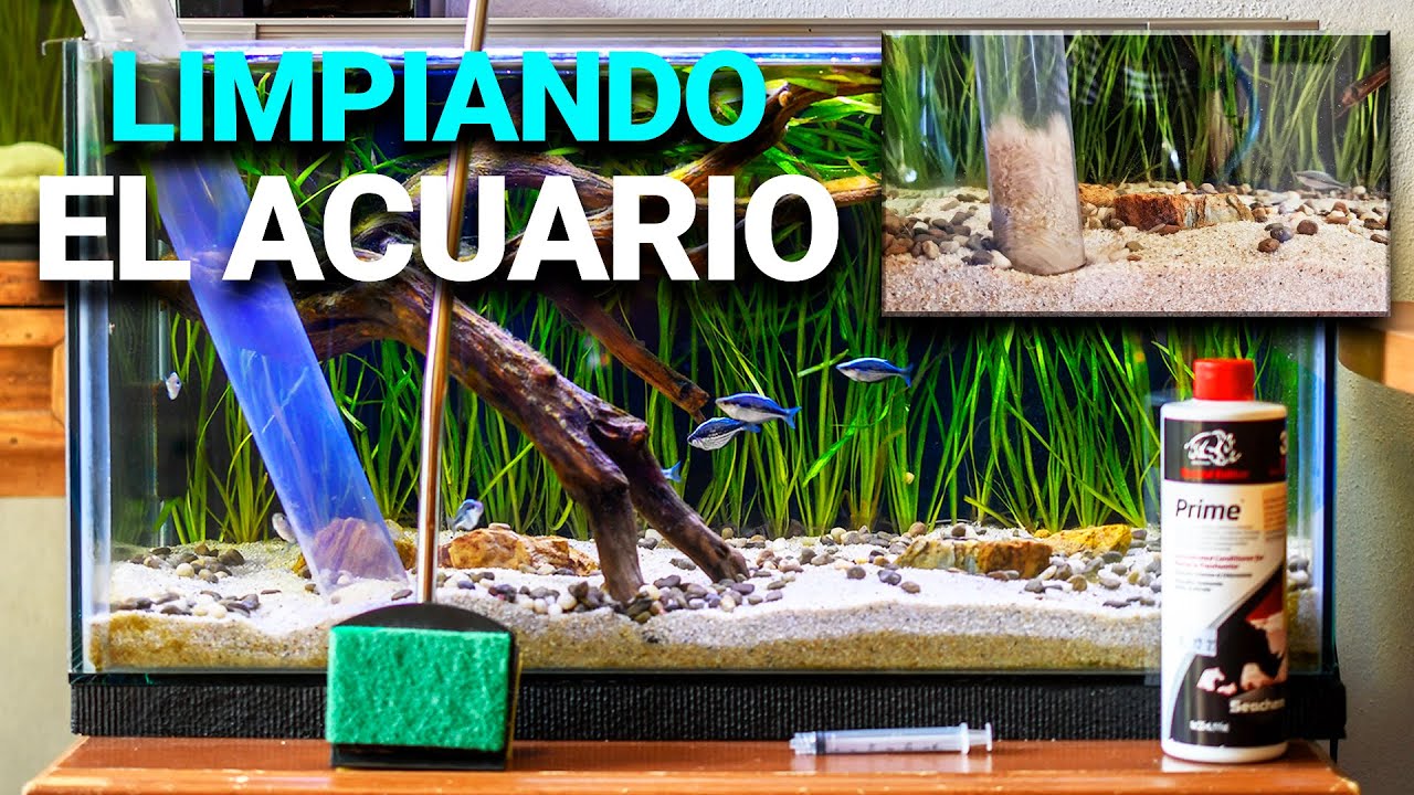 Te enseño a LIMPIAR tu ACUARIO como debe ser