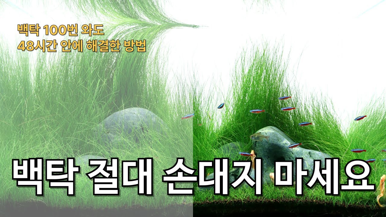 어항 물이 뿌옇게 되는 이유 I 빠르게 해결하는 법