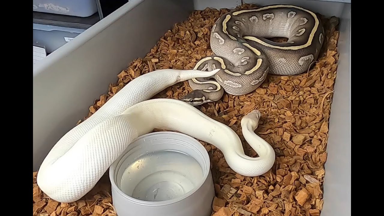 SNEAK PEEK #1 into the Ball Python breeding season 2020-2021! Blue eyed lucys!!!