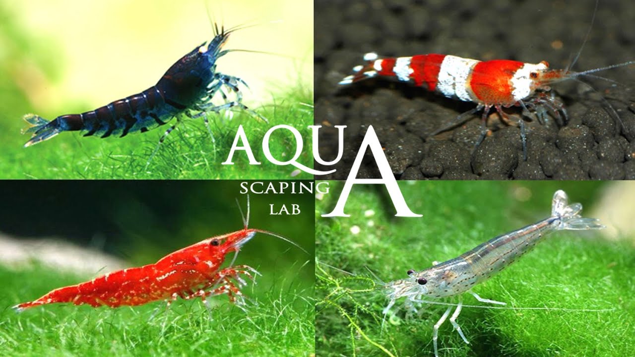 Aquascaping Lab - Neo Caridina & Japonica Amano Shrimp info / Caridina eteropoda e multidentata