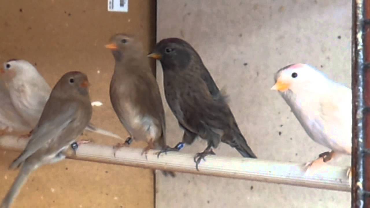 Isable and cinnamon redpolls 2020130901_170634.mp4