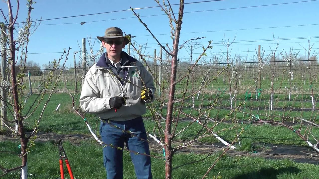 Pruning Gisela Cherry to TSA
