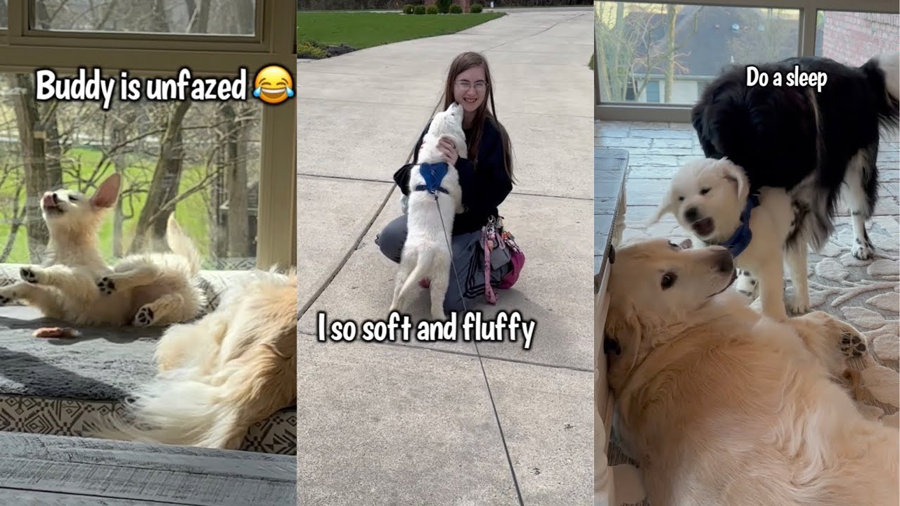 Golden Retriever Puppy’s Shenanigans
