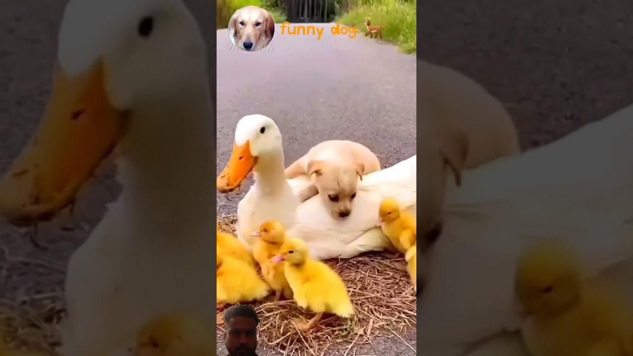 so cute 🥰🥰🥰..