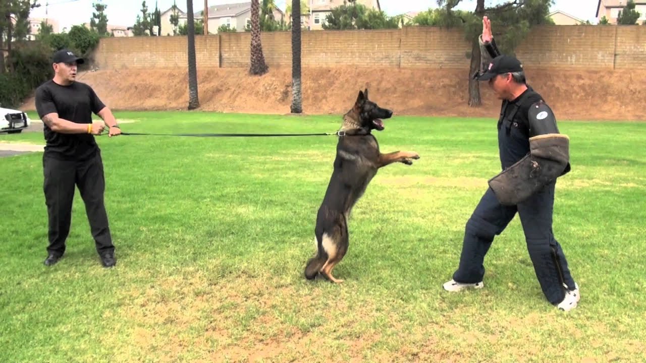 24 Hours at Falco K9 Academy