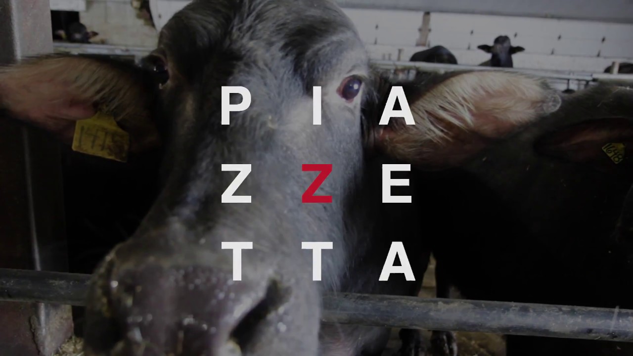 La Piazzetta - La petite histoire de notre mozzarella de bufflonne
