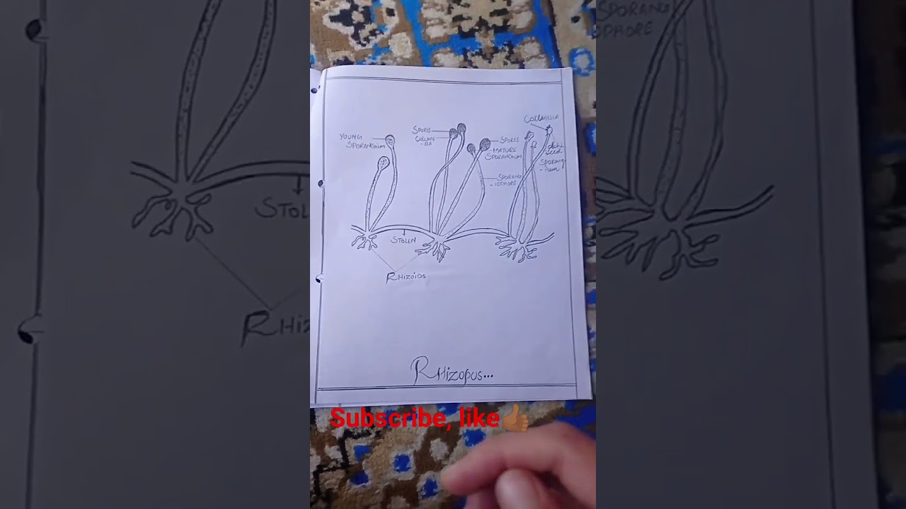 Rhizopus structure #structure of Rhizopus