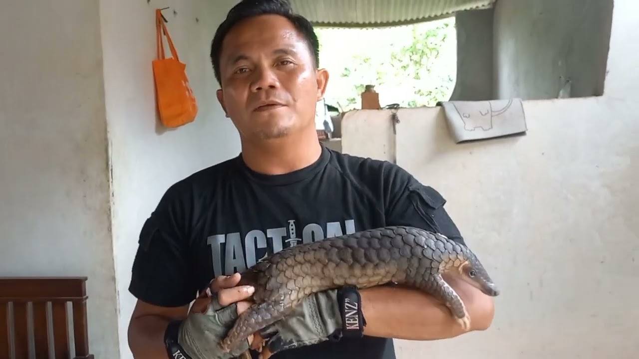 Rescue trenggiling masuk rumah pt.3#trenggiling #rescueanimals  #pangolin #savepangolin #mainananak 