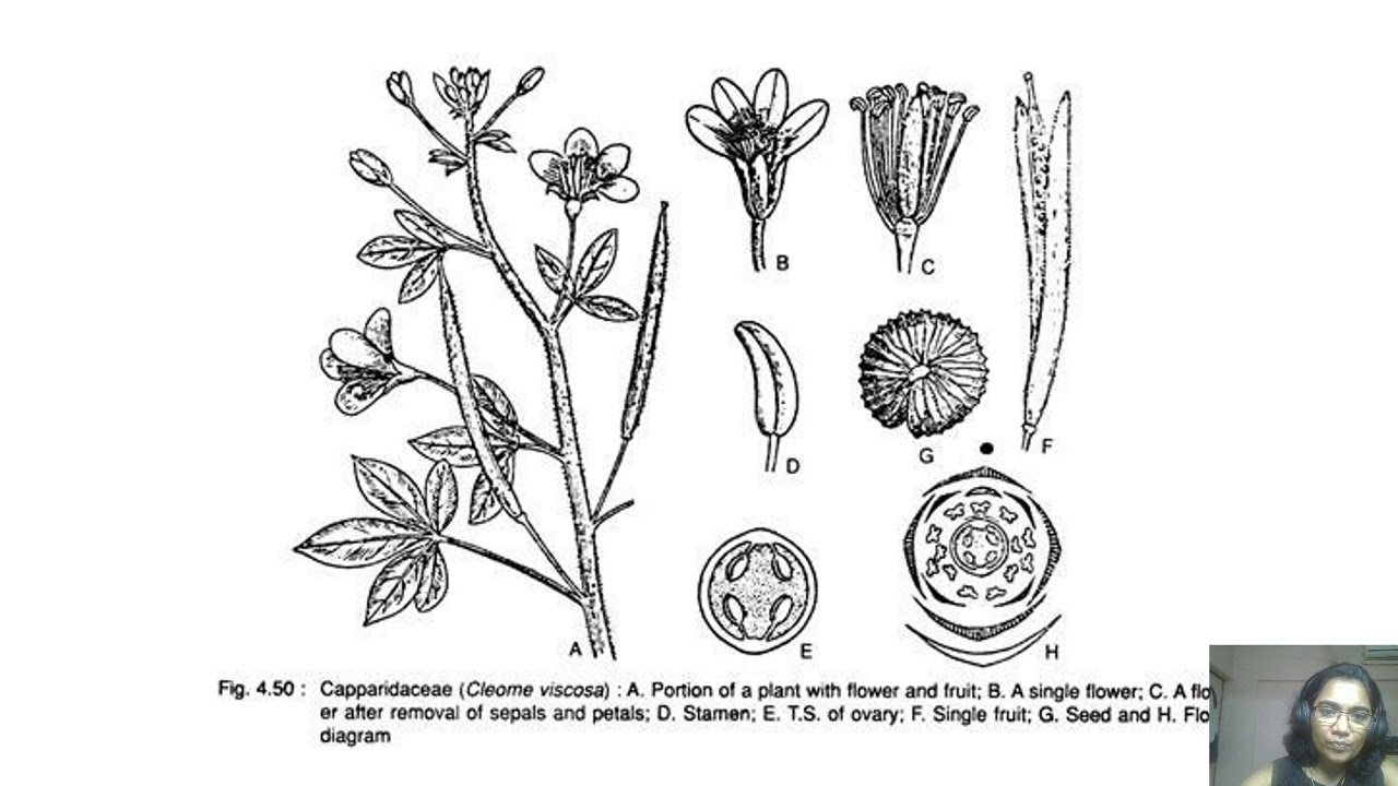 Capparidaceae family