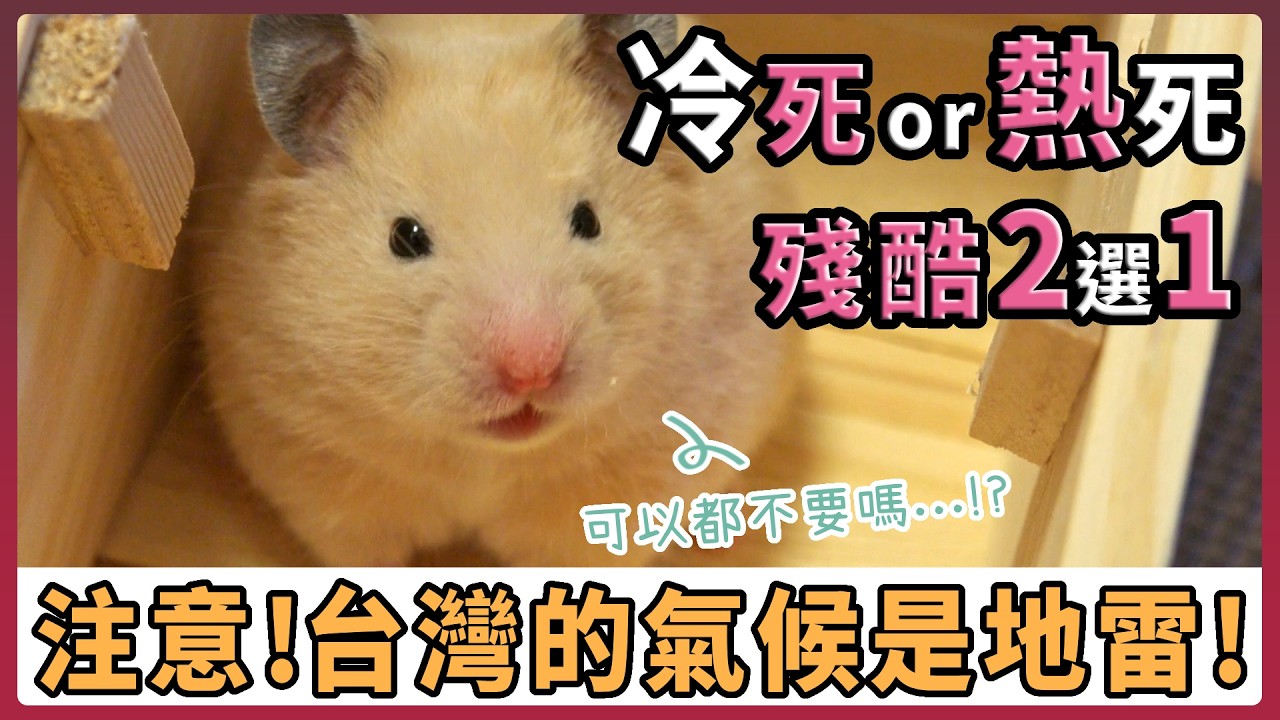 倉鼠會冬眠嗎？幾度會熱死？台灣的氣候是地雷：倉鼠季節照護倉鼠的致死溫濕度大公開【不踩雷養鼠攻略】