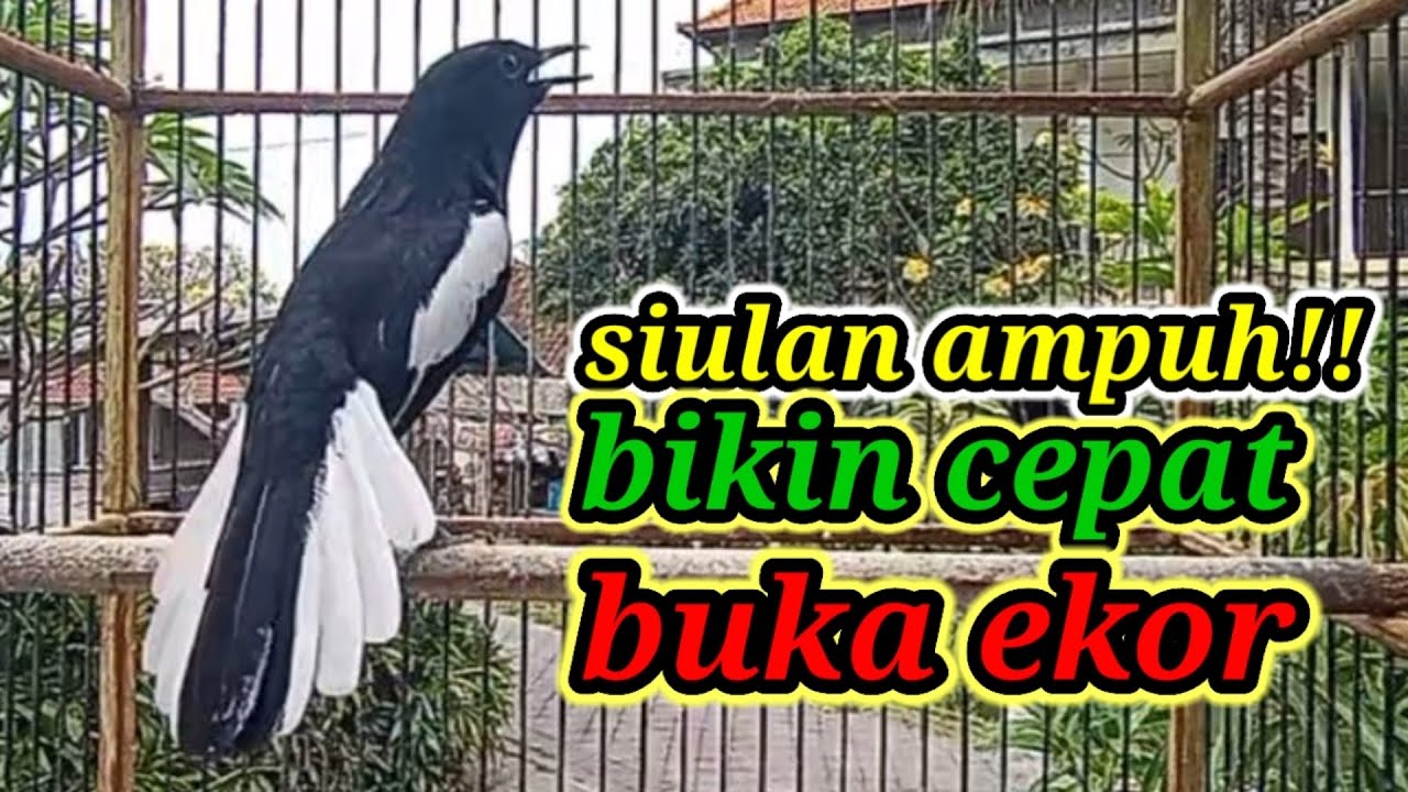 suara burung kacer ngeplong merdu sangat ampuh buat pancingan kacer bahan bikin cepat gacor